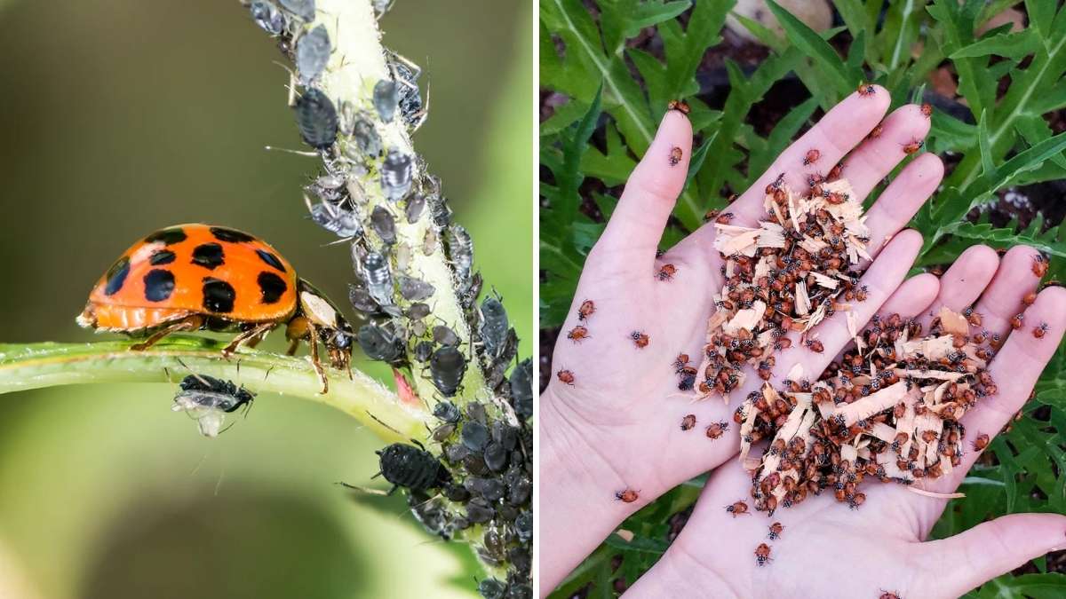 Top 10 Organic Methods to Keep Pests Out of Your Garden