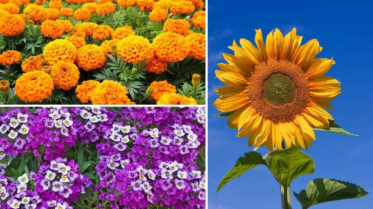 Top 8 Easy-Care Fast-Growing Plants to Transform Your Garden Quickly